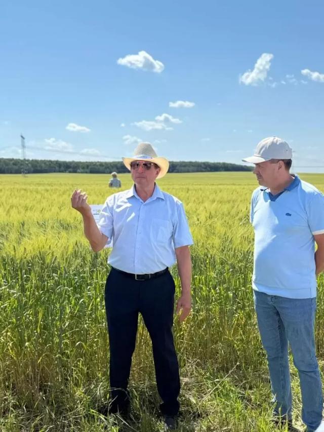 Твёрдая пшеница: здоровое питание, высокая прибыль и стабильные рынки сбыта