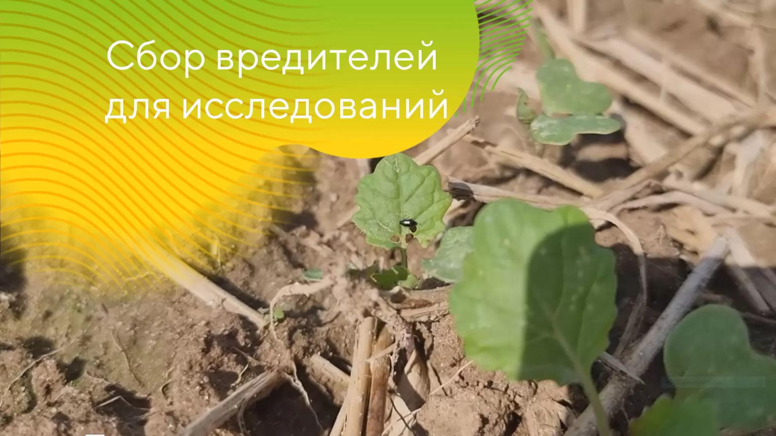 Сбор блошек на всходах рапса для исследований