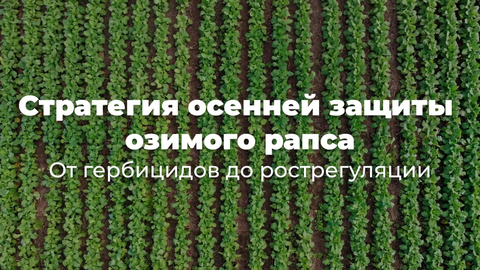 Стратегия осенней защиты озимого рапса