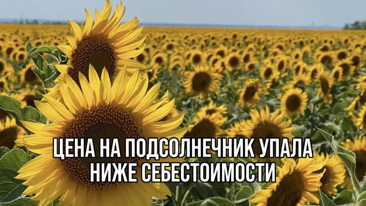 ЦЕНА НА ПОДСОЛНЕЧНИК УПАЛА НИЖЕ СЕБЕСТОИМОСТИ