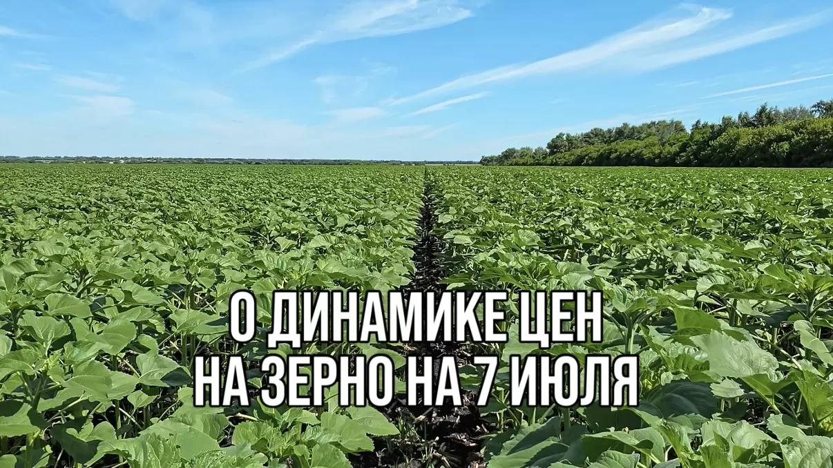 О ДИНАМИКЕ ЦЕН НА ЗЕРНО НА 7 ИЮЛЯ