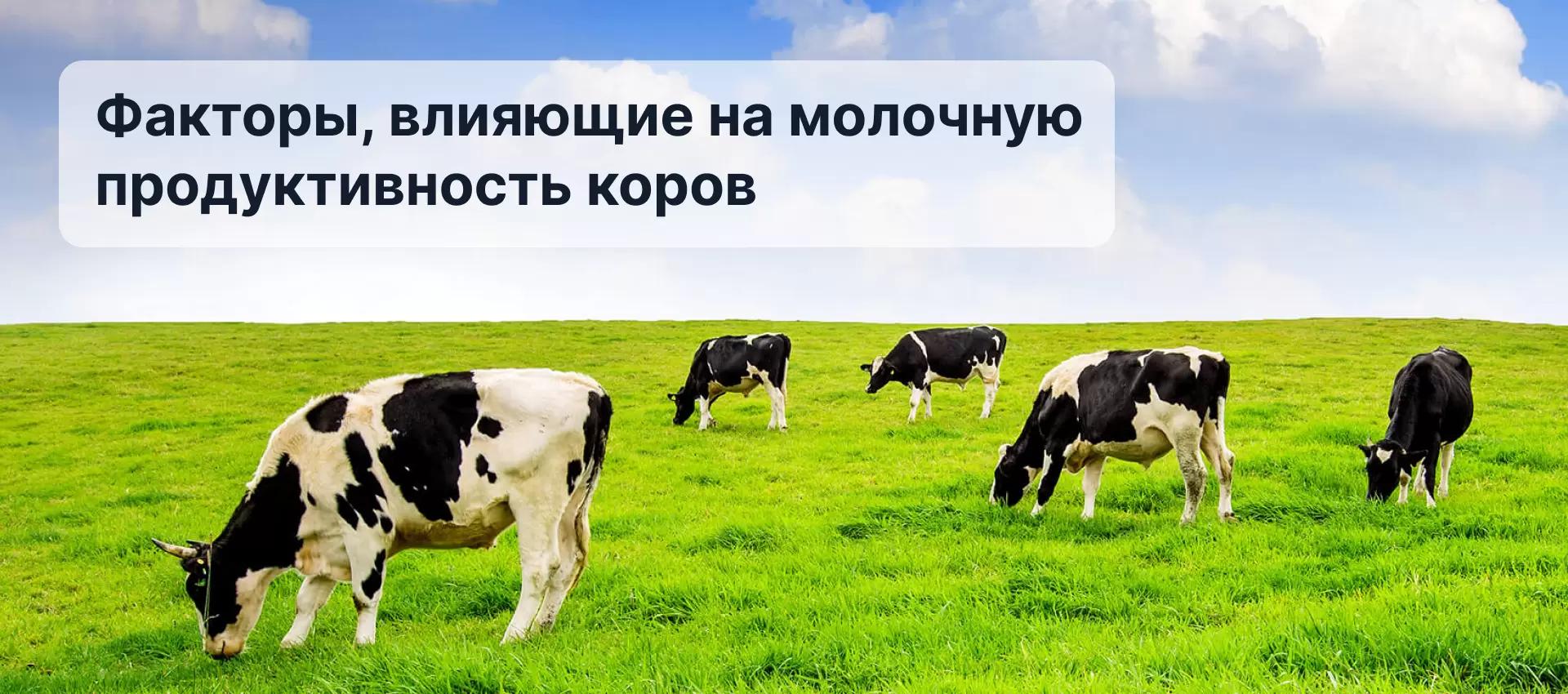 Факторы, влияющие на молочную продуктивность коров