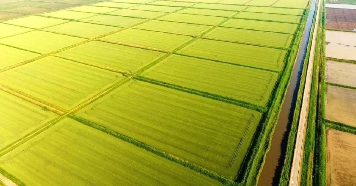 На Кубани удалось сохранить площади сева риса на уровне прошлого года