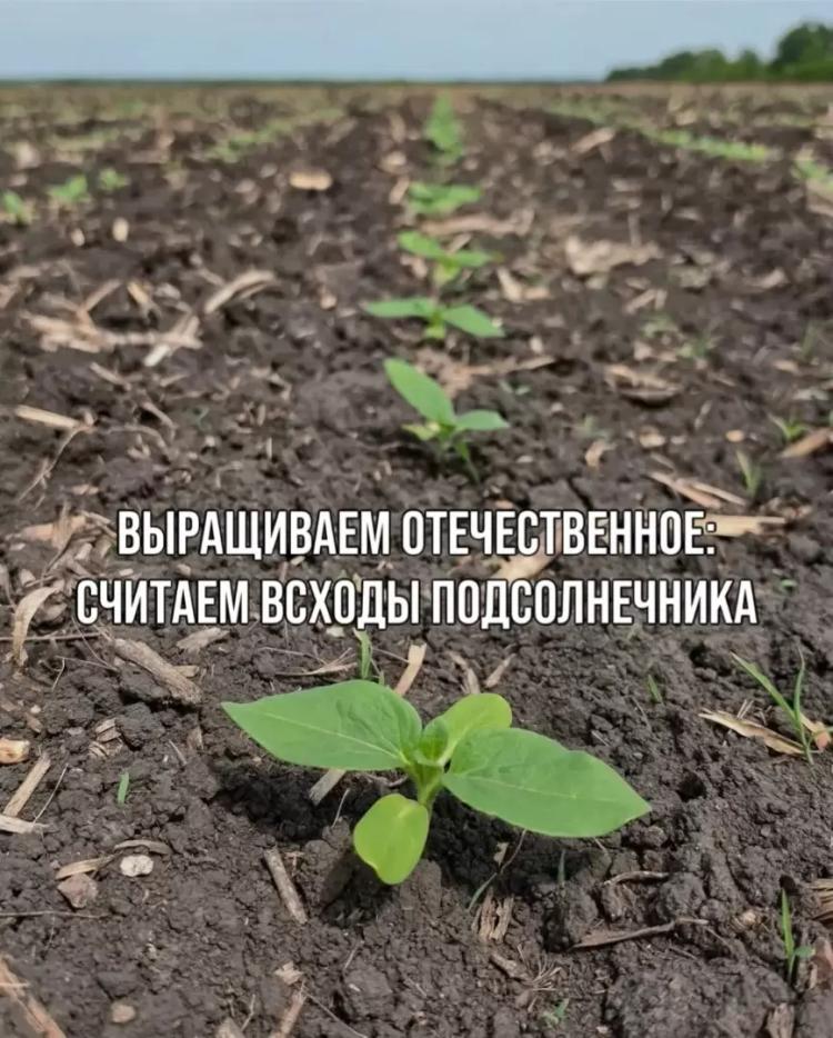 ВЫРАЩИВАЕМ ОТЕЧЕСТВЕННОЕ: СЧИТАЕМ ВСХОДЫ ПОДСОЛНЕЧНИКА